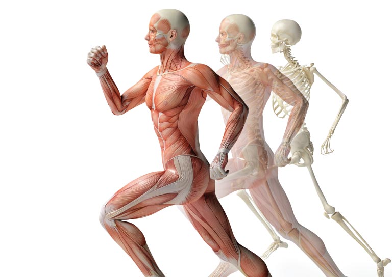 Funciones del Magnesio en el Cuerpo