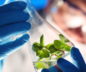 Investigación Desarrollo e Innovación El Maná