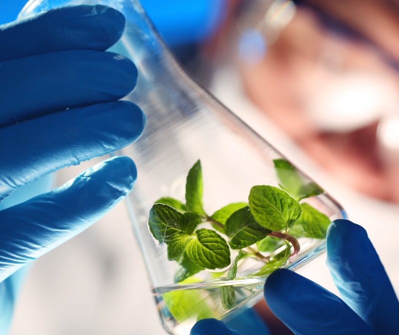 Investigación Desarrollo e Innovación El Maná